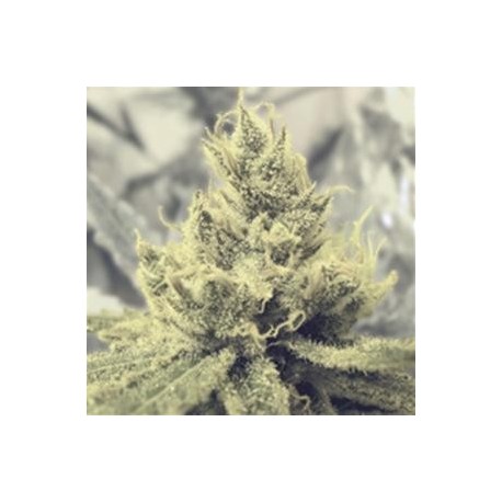 Y GRIEGA * MEDICAL SEEDS FEM 5 SEMI 