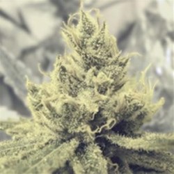 Y GRIEGA * MEDICAL SEEDS FEM 10 SEMI 