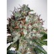 BIG BUD XXL * MINISTRY SEEDS 2 SEMI FEM