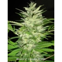 EARLY XXX * MINISTRY SEEDS 2 SEMI FEM 