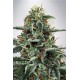 WHITE WIDOW * MINISTRY SEEDS 2 SEMI FEM