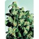 SUPER SKUNK * SENSI SEEDS 3 SEMI FEM 