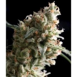 SUPER HASH * PYRAMID SEEDS 1 SEME FEM 