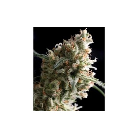 SUPER HASH * PYRAMID SEEDS 1 SEME FEM 