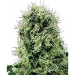 PURE POWER PLANT * SENSI WHITE LABEL 3 SEMI FEM 