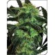 WHITE ICE * SENSI WHITE LABEL 3 SEMI FEM 