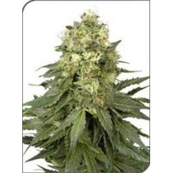 WHITE WIDOW * SENSI WHITE LABEL 3 SEMI FEM 