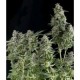 AUTO NORTHERN LIGHTS * PYRAMID SEEDS 5 SEMI FEM 