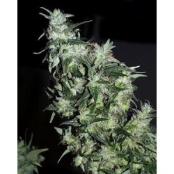 HAZE SPECIAL * K.C.BRAINS 5 SEMI FEM 