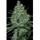 CRITICAL * SEEDMAKERS 5 FEM