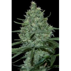 CRITICAL * SEEDMAKERS 5 FEM