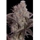 JACK WIDOW * SEEDMAKERS 5 FEM