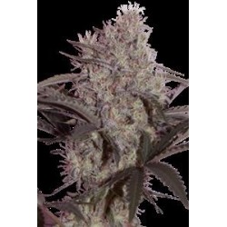 JACK WIDOW * SEEDMAKERS 5 FEM