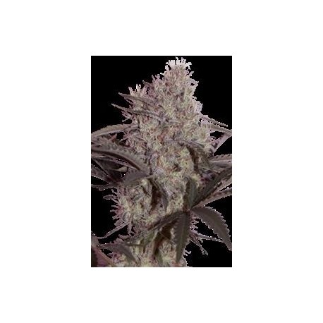 JACK WIDOW * SEEDMAKERS 5 FEM