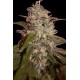 ORANGE LIGHT * SEEDMAKERS 5 FEM