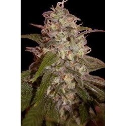 ORANGE LIGHT * SEEDMAKERS 5 FEM