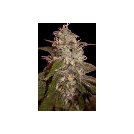 ORANGE LIGHT * SEEDMAKERS 5 FEM