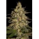 SILVER JACK * SEEDMAKERS 5 FEM