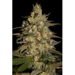 SILVER JACK * SEEDMAKERS 5 FEM