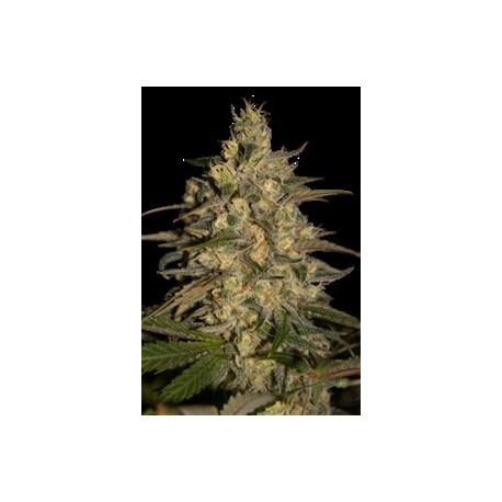 SILVER JACK * SEEDMAKERS 5 FEM