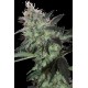 SUPER DIESEL * SEEDMAKERS 5 FEM