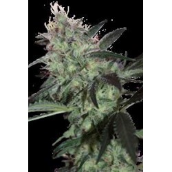 SUPER DIESEL * SEEDMAKERS 5 FEM