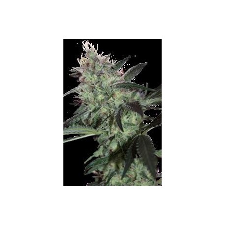 SUPER DIESEL * SEEDMAKERS 5 FEM