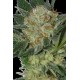 WIDOW * SEEDMAKERS 5 FEM