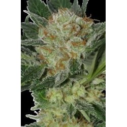 WIDOW * SEEDMAKERS 5 FEM