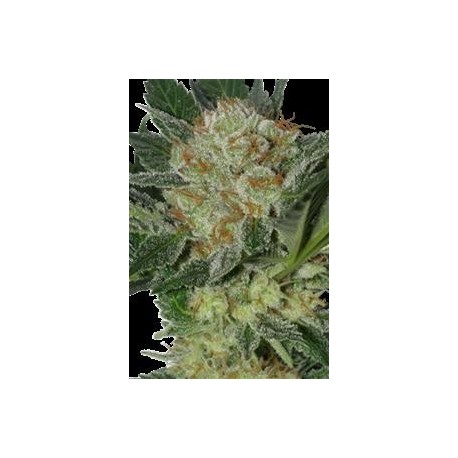 WIDOW * SEEDMAKERS 5 FEM