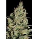 AUTO CRITICAL * SEEDMAKERS 5 FEM AUTO