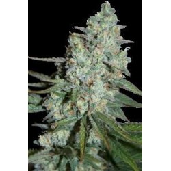 WONDER SKUNK * SEEDMAKERS 5 FEM