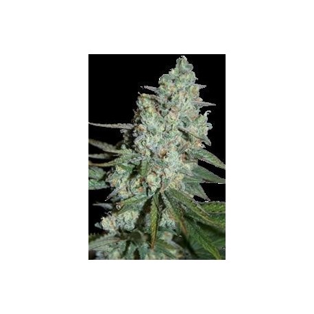 WONDER SKUNK * SEEDMAKERS 5 FEM