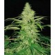 NORTHERN LIGHTS * PYRAMID SEEDS 1 SEMI FEM 