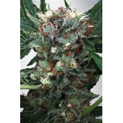 ZENSATION * MINISTRY SEEDS 2 SEMI FEM 