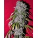 NEV. HAZE * FEMALE SEEDS 10 SEMI FEM 