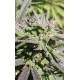 BIDDY EARLY * SERIOUS SEEDS 6 SEMI FEM