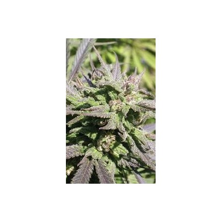 BIDDY EARLY * SERIOUS SEEDS 6 SEMI FEM