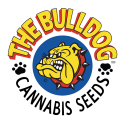 The Bulldog