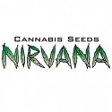 Nirvana Feminized