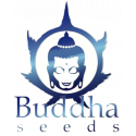 Buddha Seeds